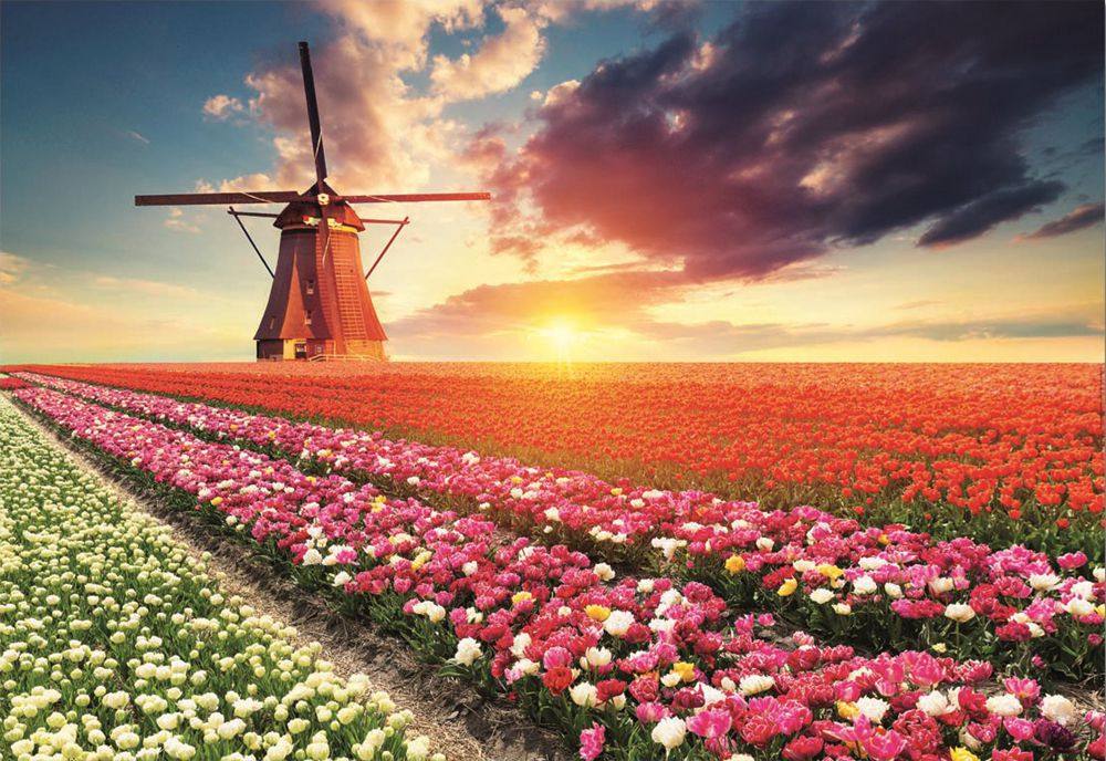 现货educa西班牙进口拼图玩具彩色花海1500片雷诺瓦