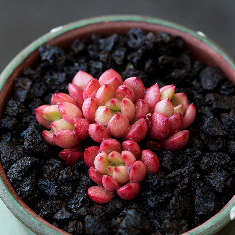 红宝石群生多头 丸叶精养控型多肉植物萌肉肉小盆栽多肉云南花卉
