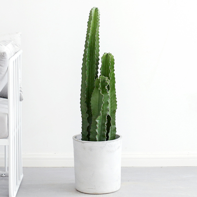 大戟阁盆栽仙人掌仙人柱沙漠风室内客厅多肉大型绿植网红ins花卉