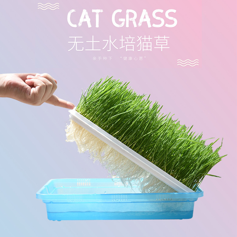 水培猫草盆助消化小麦草种子化毛猫零食清洁口腔猫草懒人无土盆栽