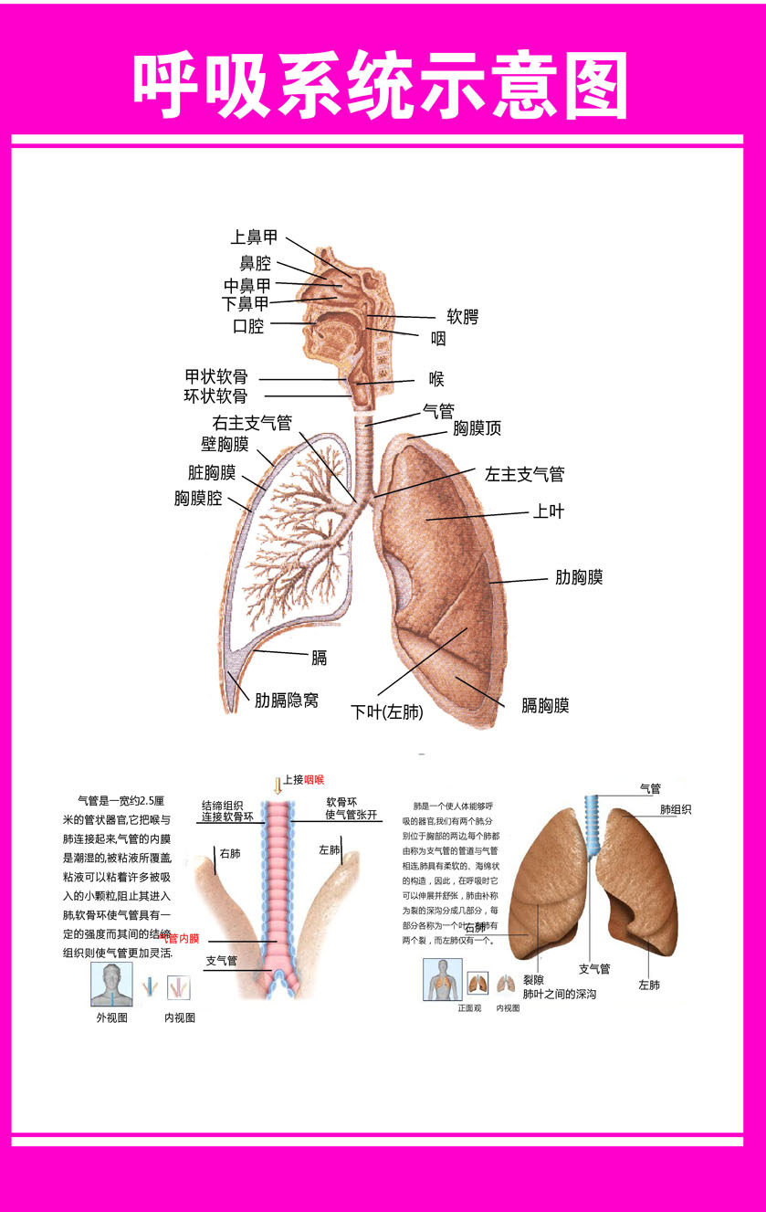 薄膜海报印制展板喷绘写真医院呼吸系统示意图塑料薄膜