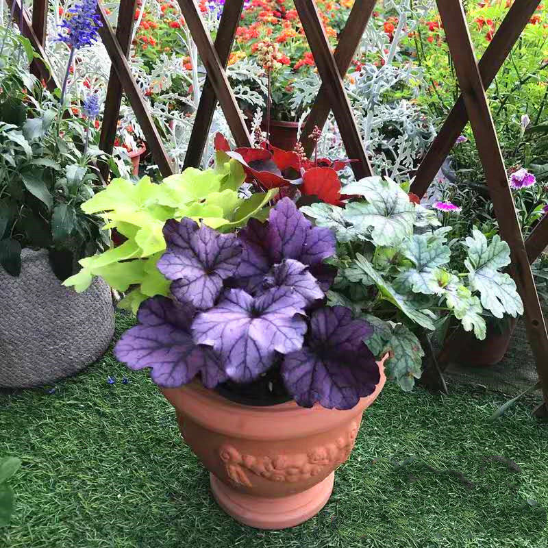 热销矾根_矾根盆栽 耐寒彩叶草 花园调色板 多年生可露天过冬 2盆包邮