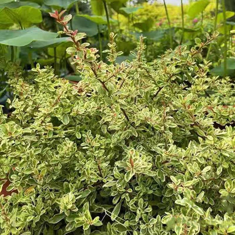 小丑火棘 常绿灌木多年生 彩色观叶花镜植物四季变化不同颜色包邮