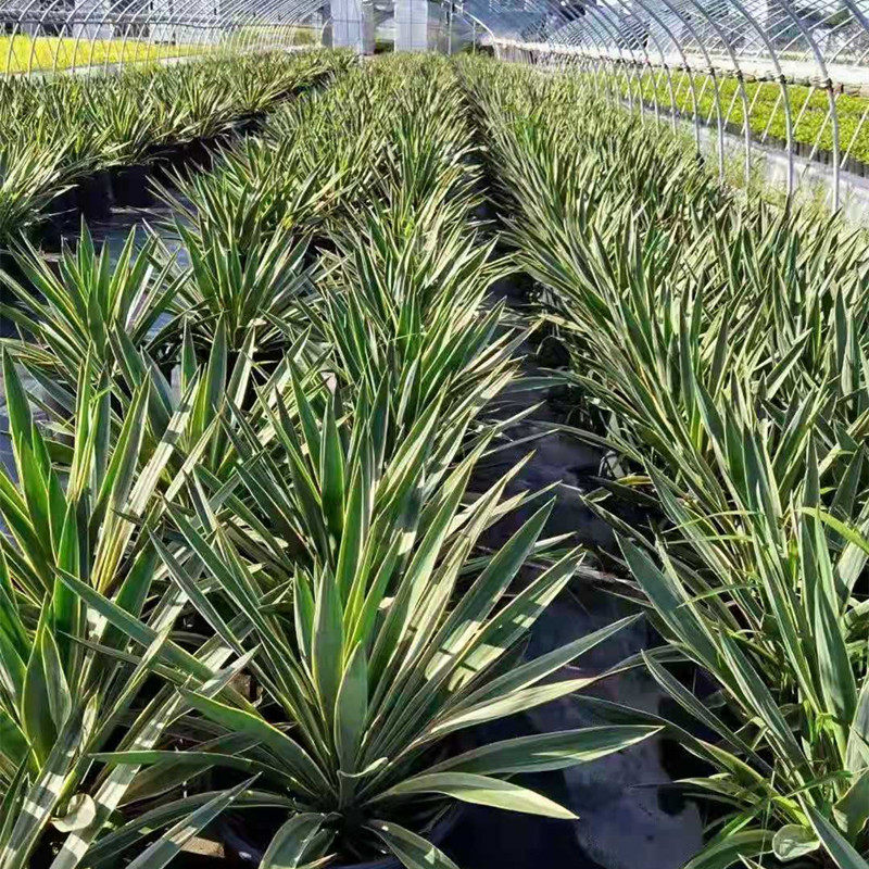 金边凤尾兰盆栽 庭院花园花镜植物 四季常绿耐寒耐热多年生花期长