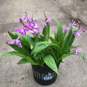 白芨盆栽 庭院阳台多年生 耐阴花卉 紫花白芨盆栽大苗 好养 包邮