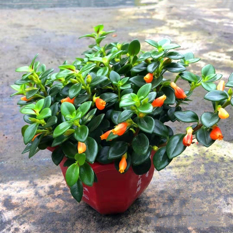 金鱼吊兰  室内半阴花卉 金鱼花盆栽碧叶翠绿小金鱼 易养护 包邮