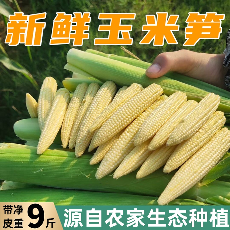 新鲜现摘带皮玉米笋5斤小玉米芯蔬菜迷你嫩玉米棒水果甜玉米包邮