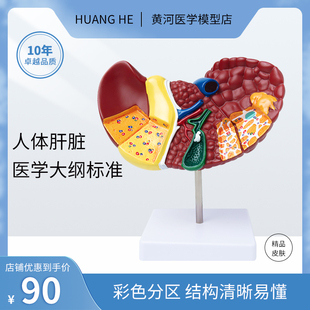 人体器官模型彩色分区肝脏结构演D示模型医院学校用教学内脏摆件