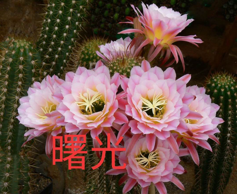 仙人球 毛花柱曙光 高5厘米  无根