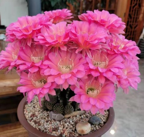 爱培园艺仙人球盆栽开花品种彩草宝山沟宝浓桃筋龙王绯花玉仙人掌