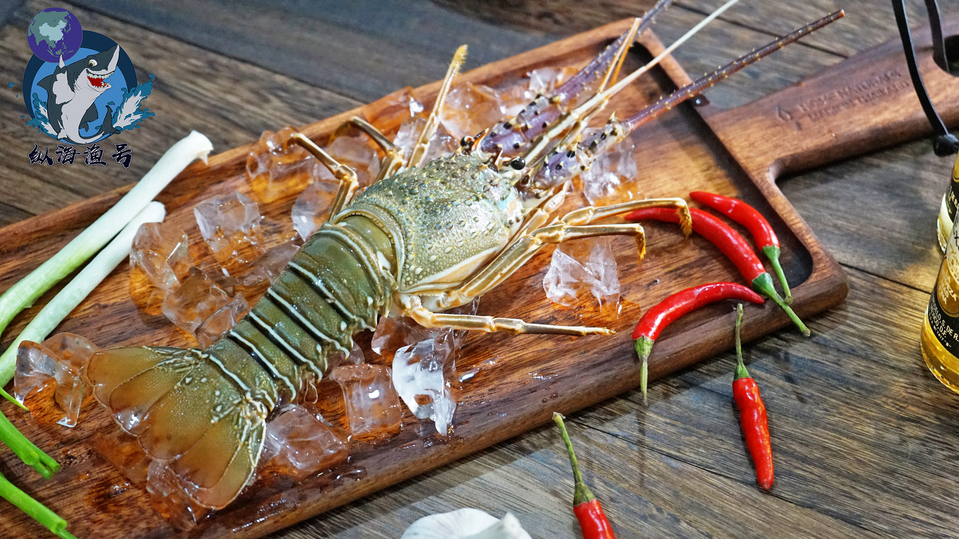 特价青龙虾 活_纵海渔号 鲜活小青龙虾野生小青龙海