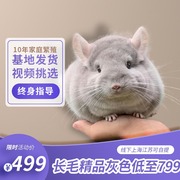Long-haired chinchilla cub live pet chinchilla cub student dormitory good to keep small pets vaccinated