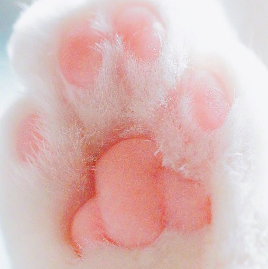 猫咪肉垫 萌萌出击 保质期超长的!超q超弹戳戳泥解压蛋蛋史莱姆