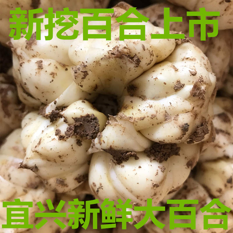 2020现挖新鲜宜兴百合5斤包邮食用土特产5斤16个左右/非兰州甜百|ruв категории зерно риса/север и Юг сухих грузов/приправы, север и Юг сухих грузов/мясо сухих грузов, сухогрузный/родной, сухой Лили - от Buy2taobao.com для оказания профессиональной услуги покупки агента Taobao