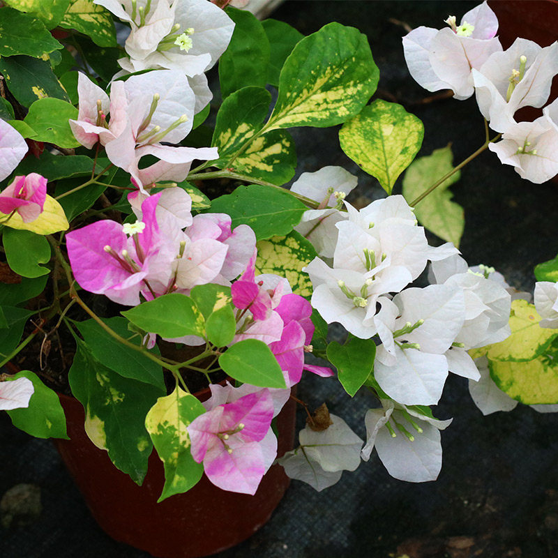 绿艺园艺斑叶红心樱花勤花三角梅牙签苗庭院阳台花卉盆栽耐热耐晒