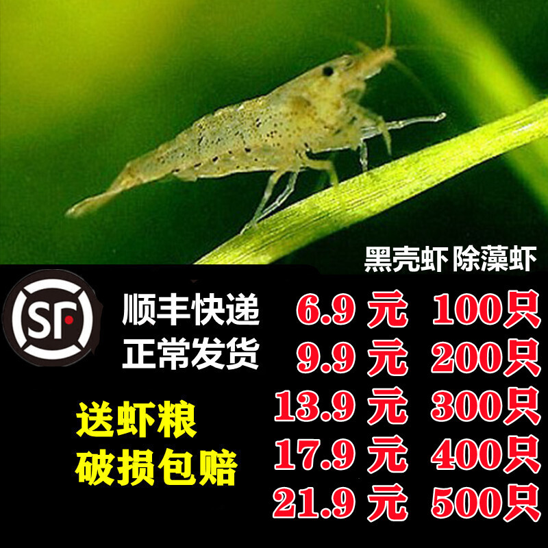 黑壳虾除藻虾水族除藻虾观赏虾清洁虾活体饲料工具虾草缸鱼缸造景