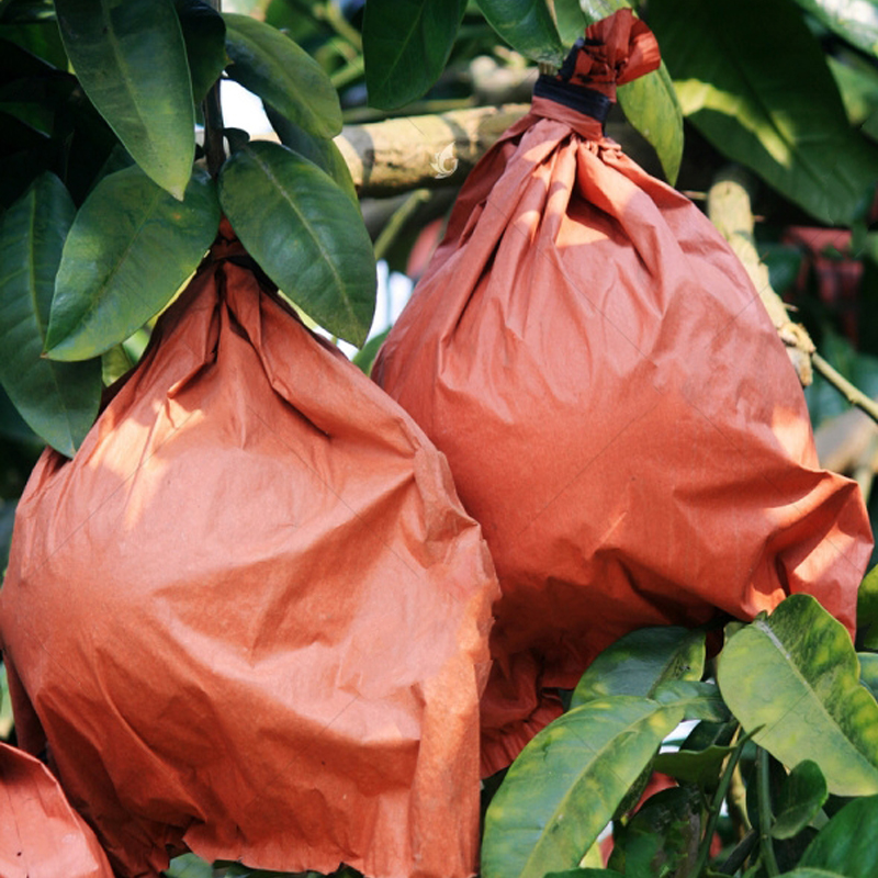 柚子套袋专用袋双层32#果袋水果芒果袋枇杷三红蜜柚琯溪防虫防鸟
