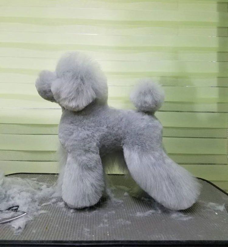 宠物美容师剪毛拉毛造型用模特假狗模型骨架贵宾 拉姆全身假狗毛|ruв категории животное/Животное питание и принадлежностей, кошка/собака товаров, хранение зерна ведро - от Buy2taobao.com для оказания профессиональной услуги покупки агента Taobao