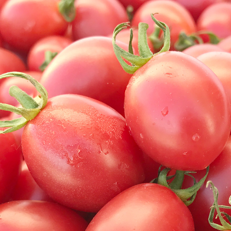 海南千禧圣女果