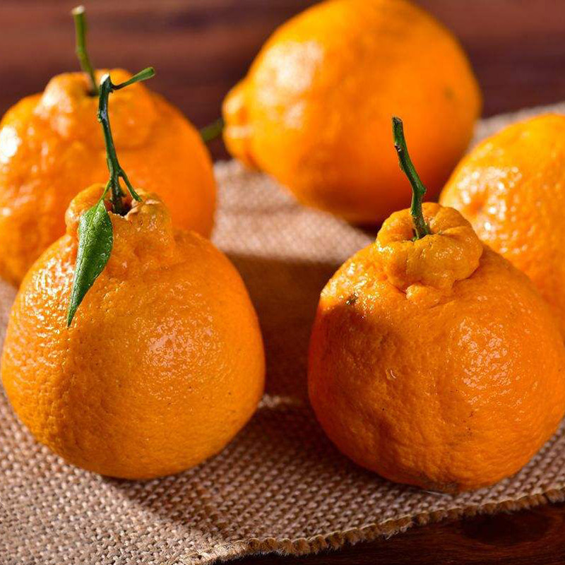 四川浦江不知火丑柑 3斤 新鲜水果 丑桔 橘子 桔子 丑八怪 甜酸味