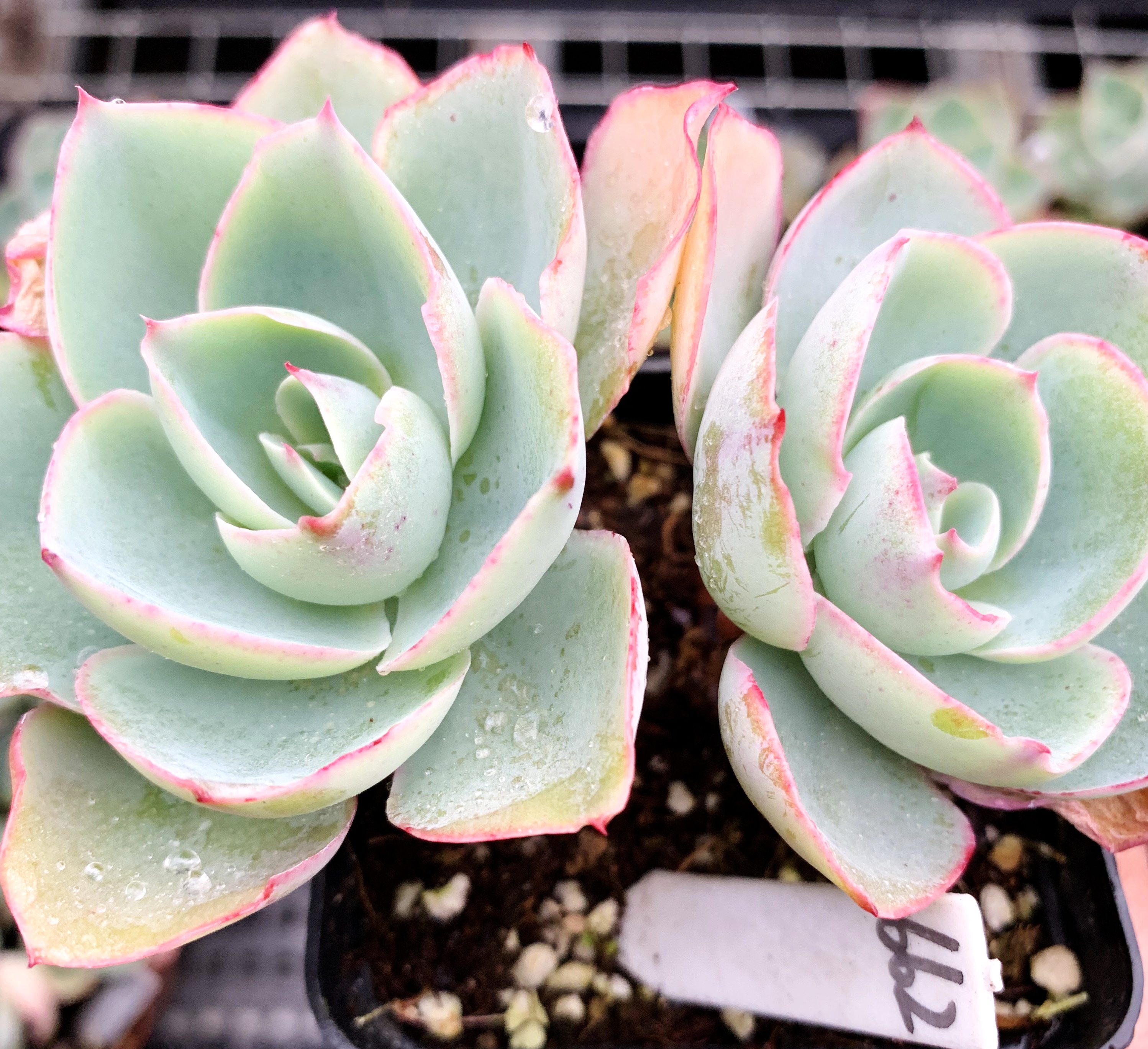 多肉植物 多肉 达芬奇 6.5厘米盆 有根 一物一拍!肉肉 植物 盆栽