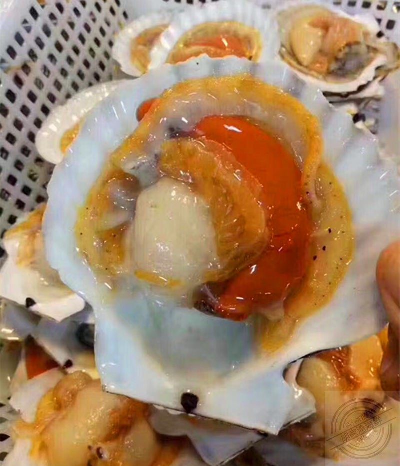 大连獐子岛扇贝 鲜活大扇贝 扇贝王 扇贝 10元/只 北京可以闪送