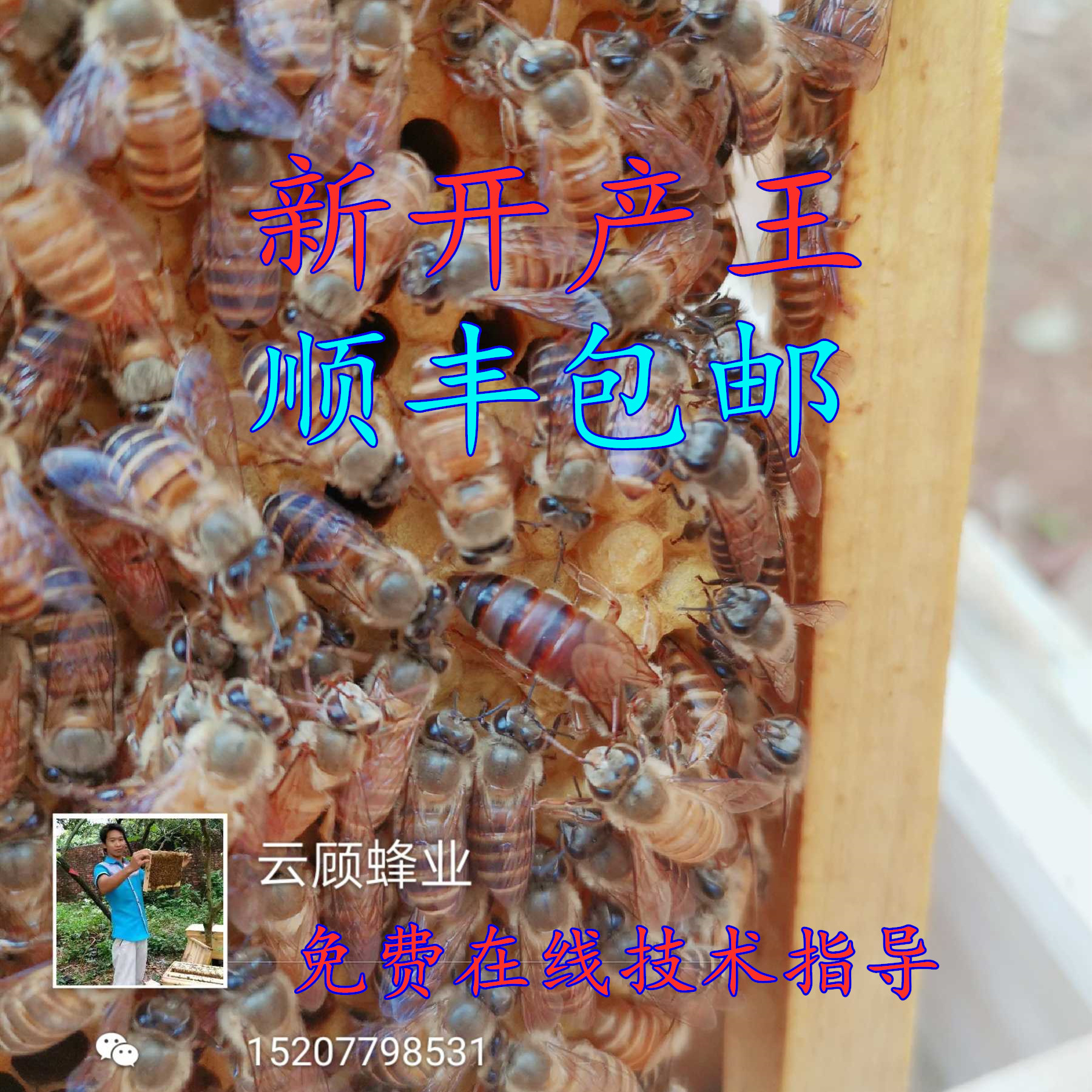 人工蜂巢中的蜂王高清摄影大图-千库网