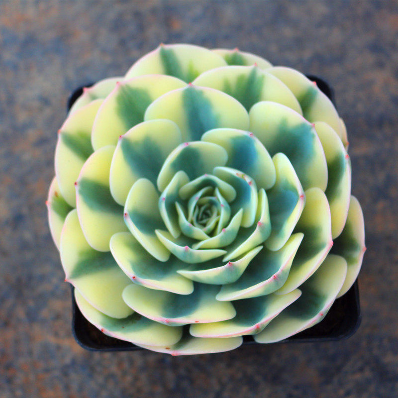 玉蝶锦超大盆多肉植物景观绿植稀有品种室内阳台防辐射花盆栽组合