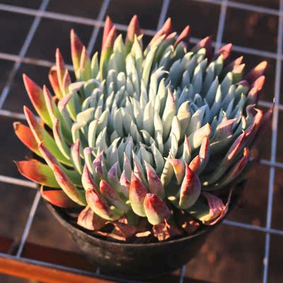 超大仙女奴婢娜老桩稀有品种庭院阳台防辐射盆栽绿植多肉植物