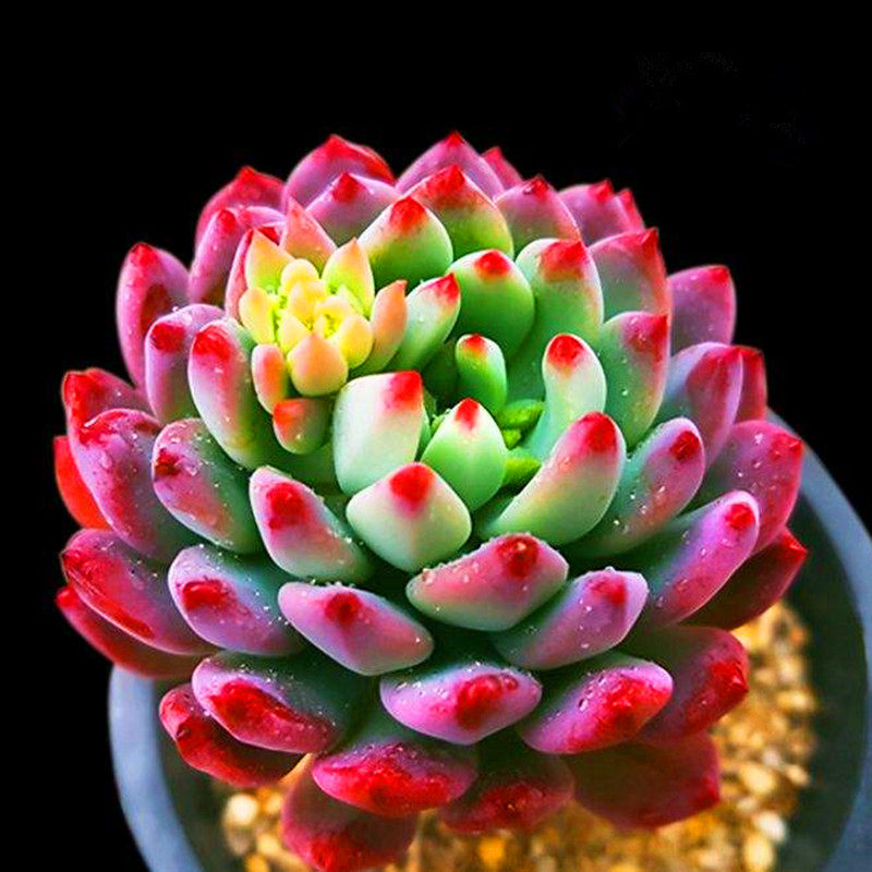 包邮多肉植物蓝苹果精灵精稀有品种肉肉盆栽绿植花卉室内防辐射-标题