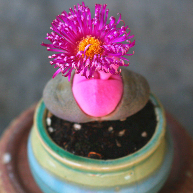 云南花卉非常美观粉元宝帝玉锦多肉植物室内阳台净化空气盆栽精品