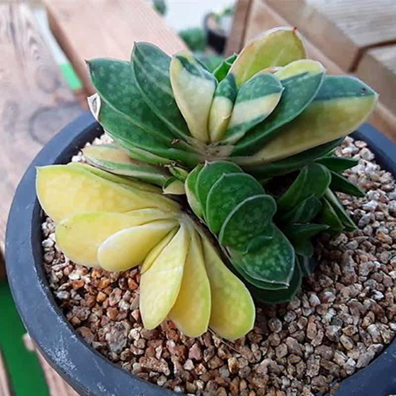 群生子宝锦多肉植物稀有罕见肉肉室内盆栽绿植花卉论斤卖办公室