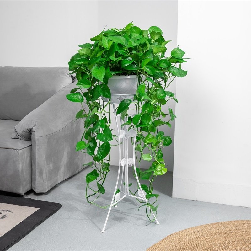 大盆绿萝长藤垂吊盆栽室内新房大叶水培客厅吸甲酫净化空气绿箩