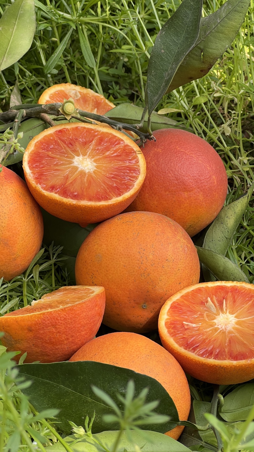 重庆长寿湖特产血脐当季现摘发血橙子10斤年货礼盒孕妇水果发顺丰