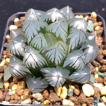 玉露多肉植物日本水晶玉露樱水晶玉扇姬玉露冰灯玉露多肉室内绿植