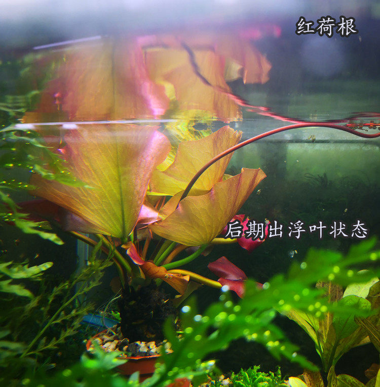 淡水鱼缸活体造景装饰水草红荷根红睡莲入门浮叶草无需二氧化碳