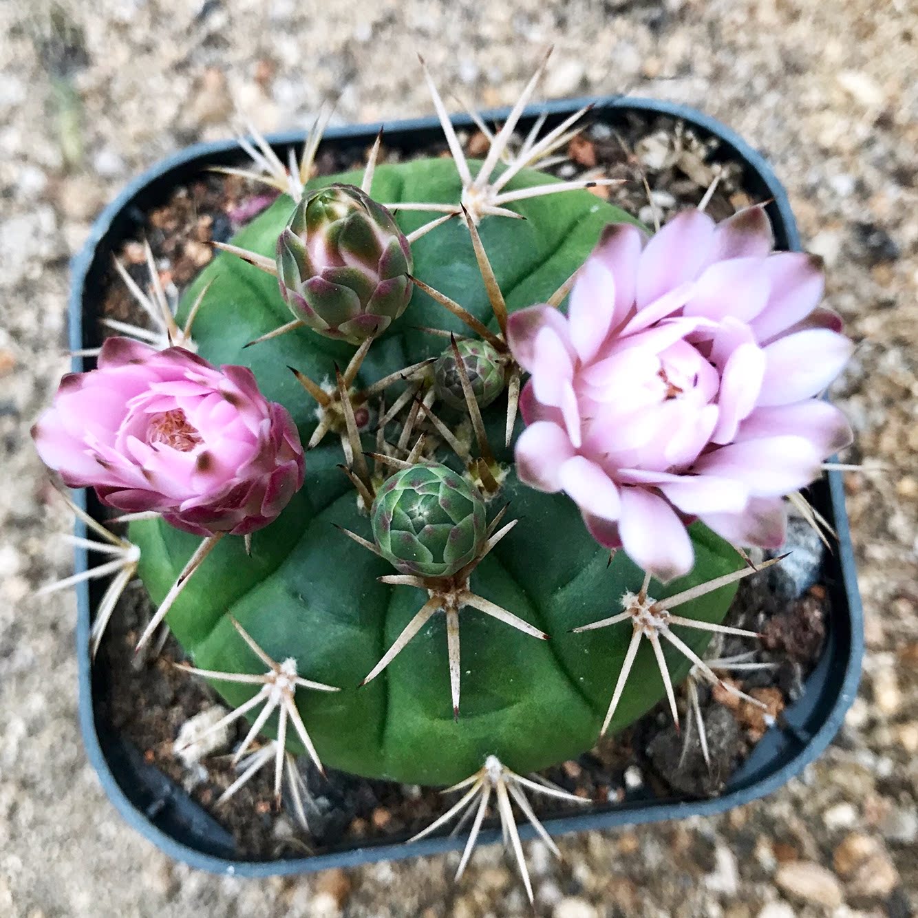 勇将丸实生 仙人球开花仙人球裸萼球属仙人掌多肉植物组合盆栽