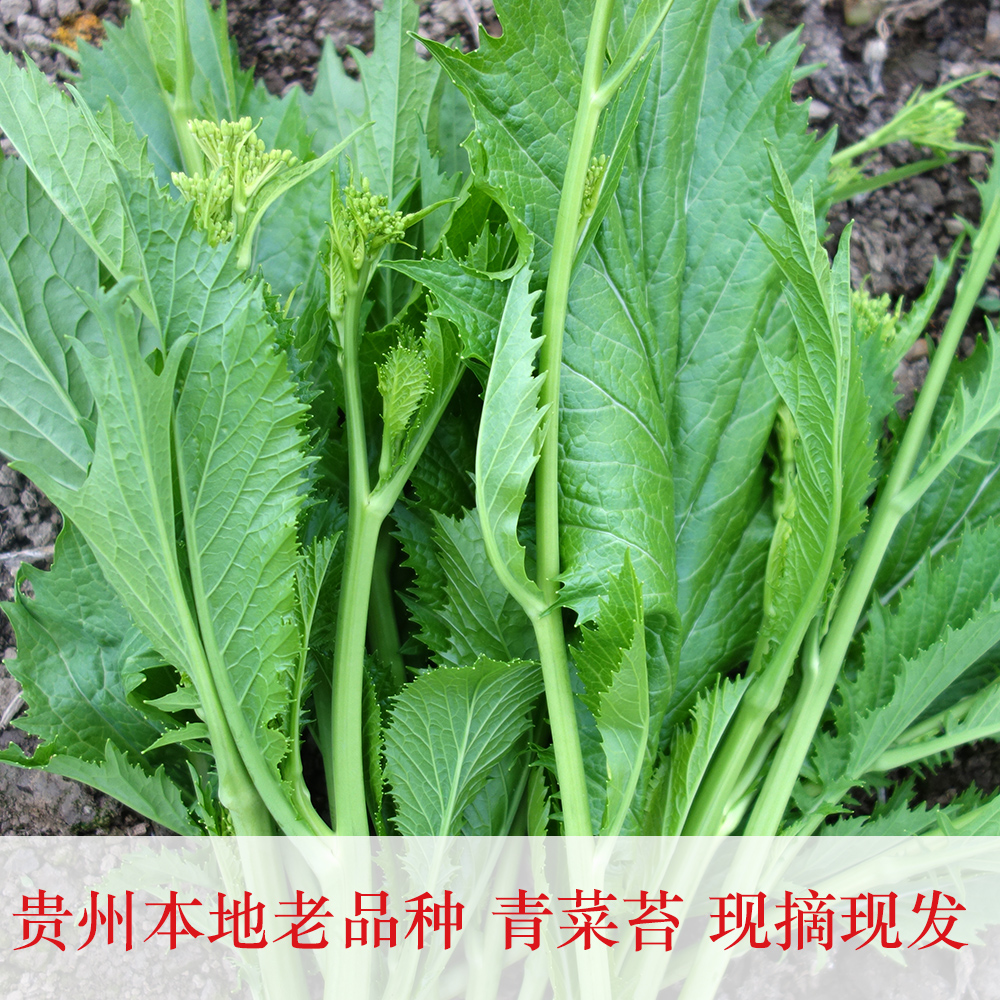 农家自种包邮_新鲜蔬菜现摘现发贵州农家自种老品种芥菜苔 苦青菜苔