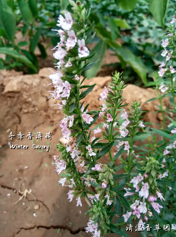 冬季香薄荷 winter savory 风轮菜 香草绿植盆栽 健康香料植物