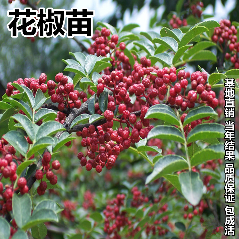 东北花椒树苗耐寒大红袍花椒四川麻椒食用花椒树当年结果地载盆栽