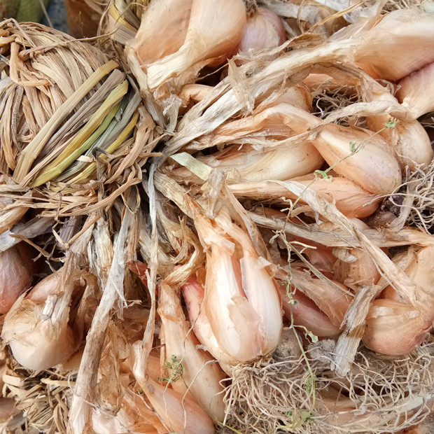 太阳晒干农家香葱头6斤装小红葱头干货农产品广东韶关土特产