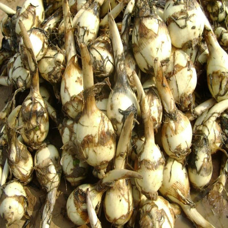 茨菇新鲜包邮3斤白马蹄白茨菇天门特色蔬菜现挖燕尾茨菇产地直发