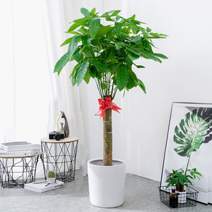 独杆大发财树价格