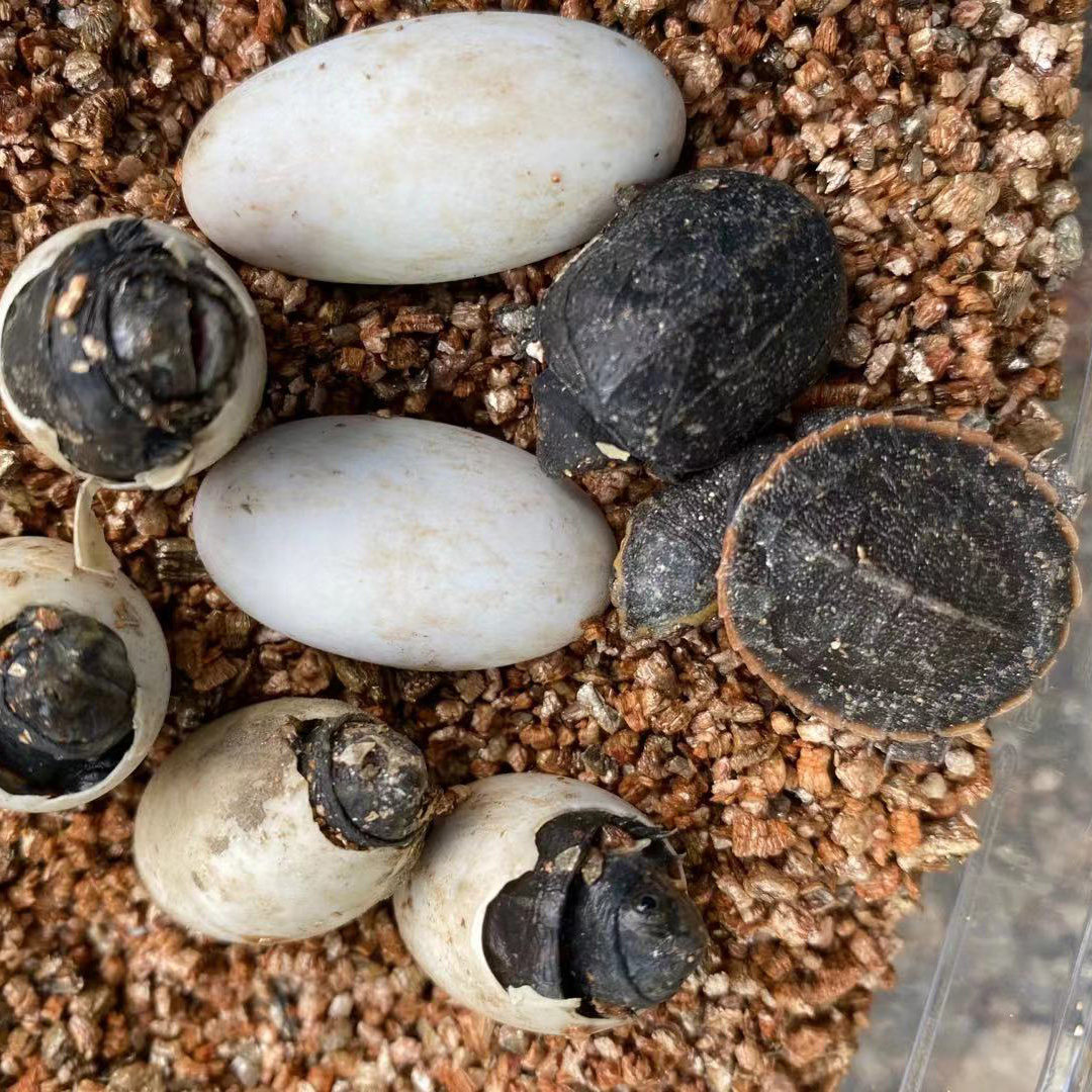 蛋龟-特价促销-优惠券领取-价格|多少钱|什么牌子好-35优惠券网站