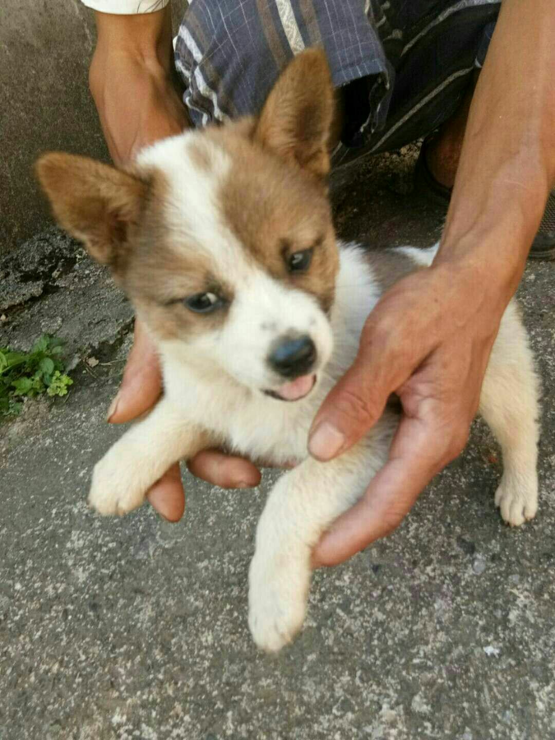 有偿领养中华田园家养土狗串串狼狗狗狗活体香猪