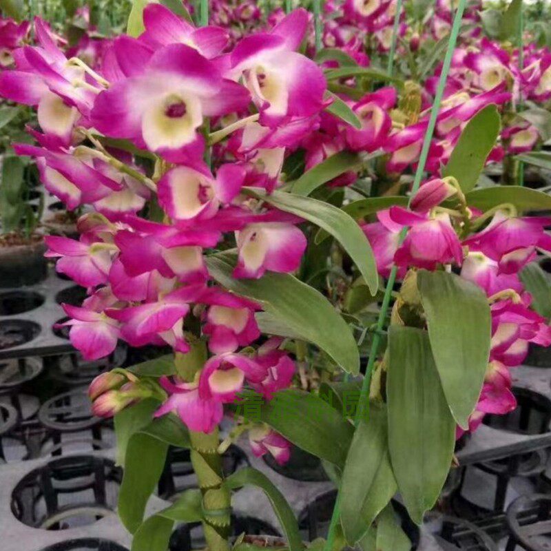 红花石斛春石斛杂交石斛兰洋兰庭院阳台花卉绿植盆栽 带花苞 包邮