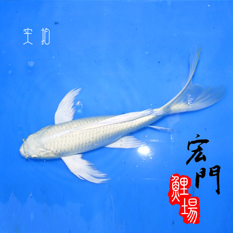 纯种日本锦鲤活体 厚白白金龙凤 风水鱼 金鱼活体 锦鲤 巨型 宠
