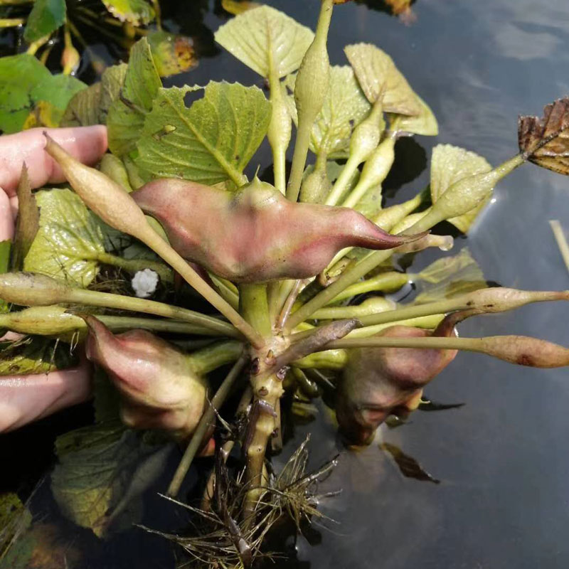 6月发顺丰湖北新鲜嫩菱角水生菱角