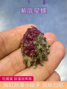 紫底星螺海水鱼缸食藻螺吃褐藻海缸观赏除藻工具快递包括小丑鱼宠