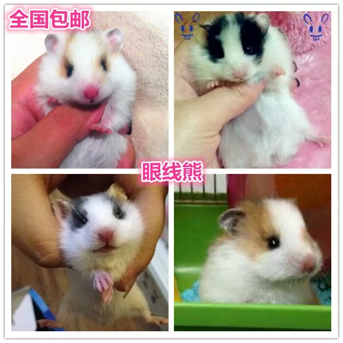 元兮萌宠 家养稀有色黑眼线/雨点/火眼线/纯银/假面/臭鼬金丝熊|ruв категории животное/Животное питание и принадлежностей, хомяк класса и других малых животное, хомяк - от Buy2taobao.com для оказания профессиональной услуги покупки агента Taobao
